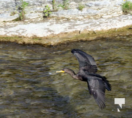 sept3cormorant029