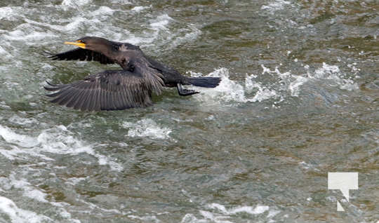 sept3cormorant030