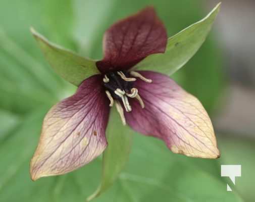 May 17 trilliums333