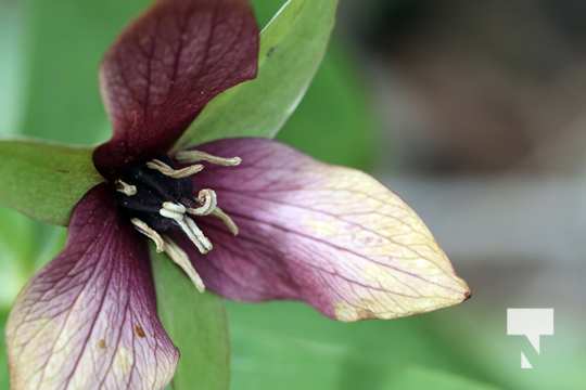 May 17 trilliums336