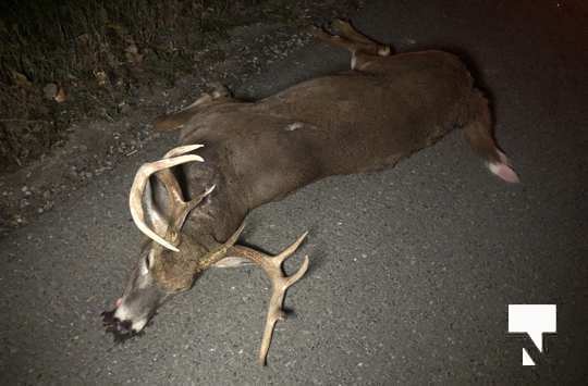 Deer collision Oct 30 202068