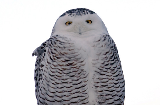 owl Cobourg February 9, 2021655