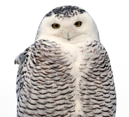 owl Cobourg February 9, 2021658