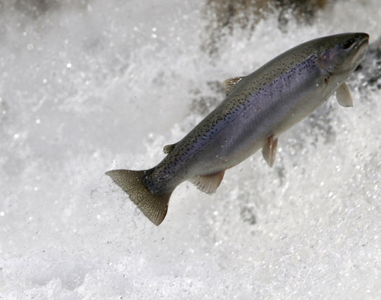 Rainbow Trout Port Hope March 30, 2021876