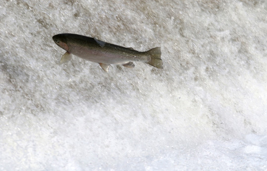 Rainbow Trout Port Hope March 30, 2021884
