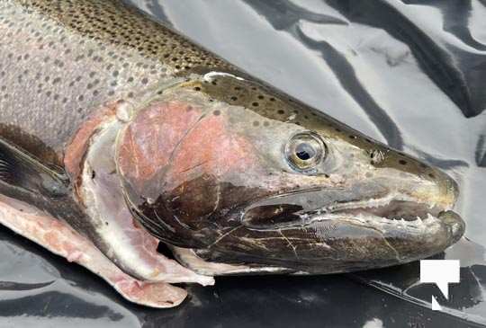 Trout Opening Day Cobourg Protest April 24, 20211725