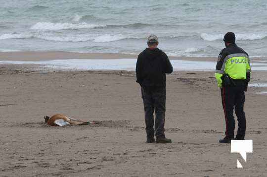 Deer Rescued Cobourg Beach May 28, 20212488