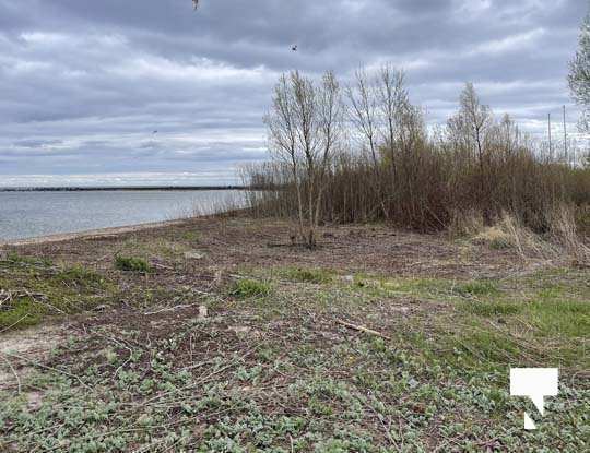 Habour brush Cobourg, 20211951