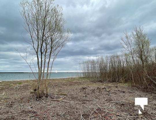 Habour brush Cobourg, 20211954