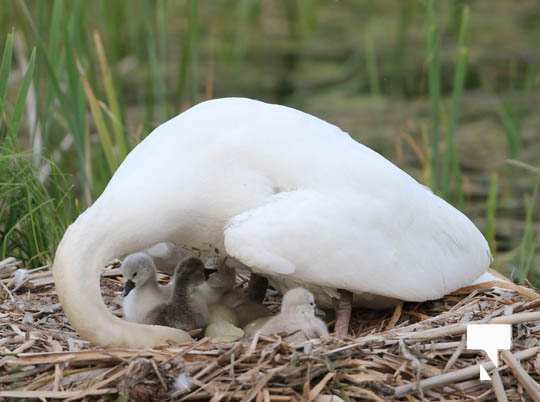 swans baby May 21, 20212258