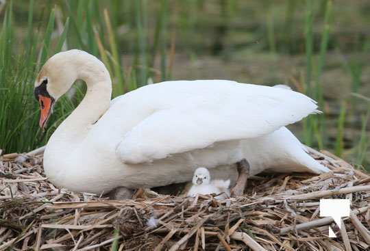 swans baby May 21, 20212265