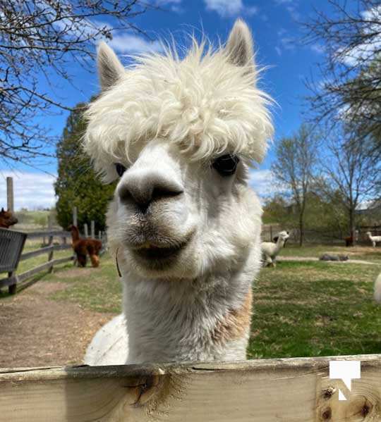 alpacas May 31, 20212577