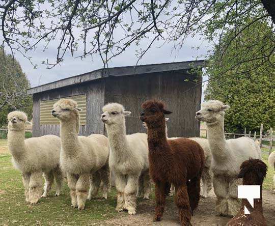 alpacas May 31, 20212579