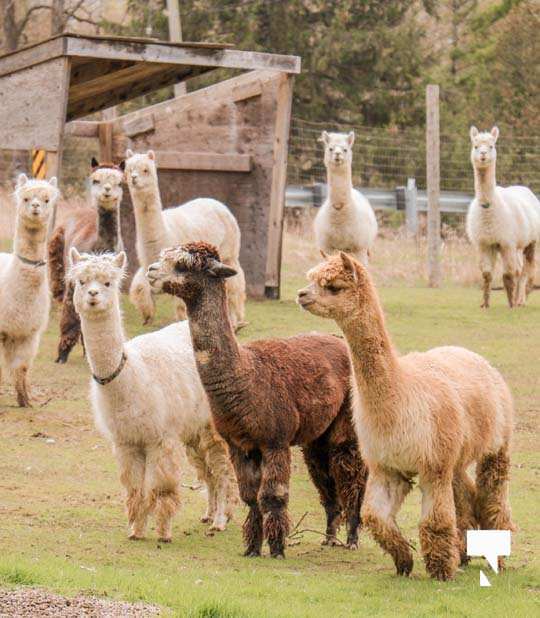 alpacas May 31, 20212580