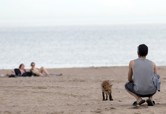 fox cobourg beach June 7, 20212825