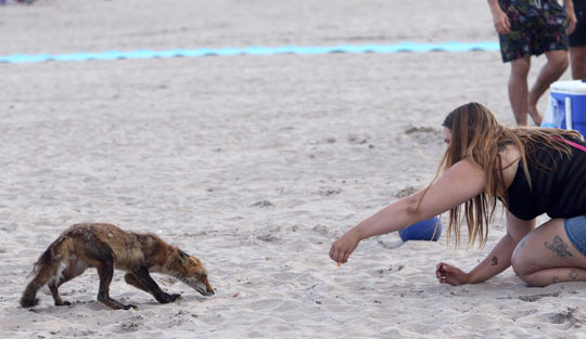 fox cobourg beach June 7, 20212828