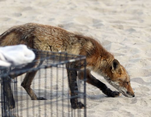 fox cobourg beach June 7, 20212829