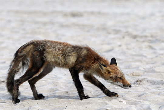 fox cobourg beach June 7, 20212830