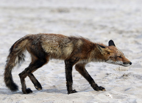 fox cobourg beach June 7, 20212831