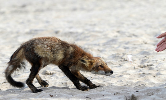 fox cobourg beach June 7, 20212832