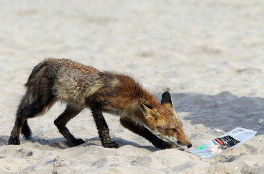 fox cobourg beach June 7, 20212833