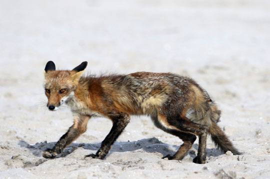 fox cobourg beach June 7, 20212834