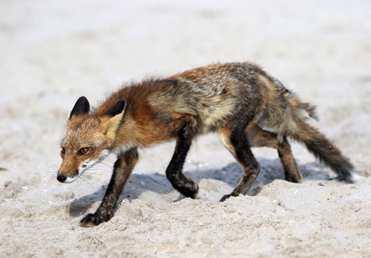 fox cobourg beach June 7, 20212835