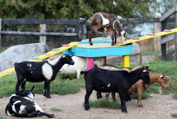 Goats Haute Goat Farm August 27, 20210075