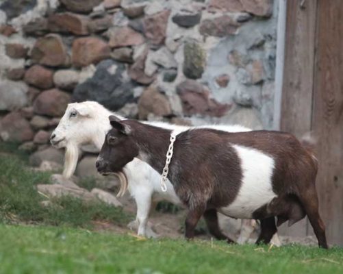 Goats Haute Goat Farm August 27, 20210077