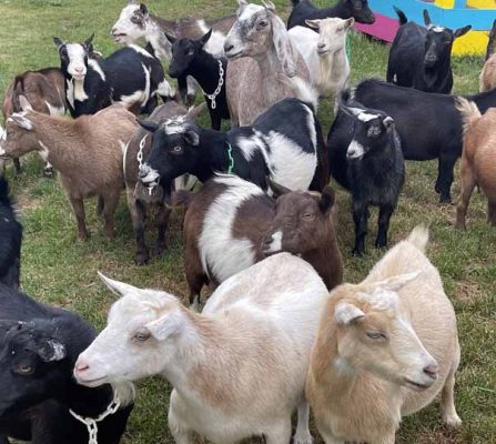 Haute Goat Farm August 27, 20210083