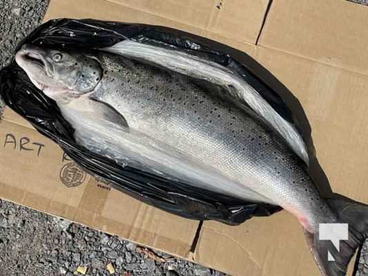 Atlantic Salmon September 13, 20210160