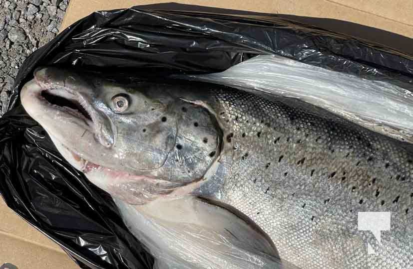 Wild Salmon - Northumberland Seafood