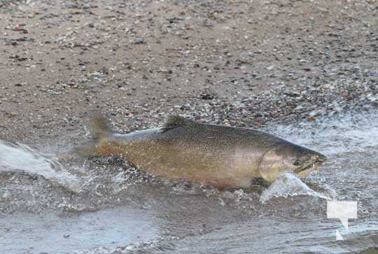 Salmon Cobourg Creek September 7, 20210463