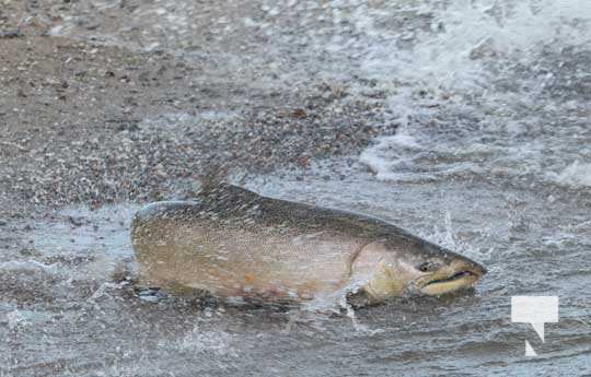 Salmon Cobourg Creek September 7, 20210464