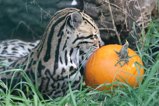 Jungle Cat World Halloween October 22, 2021, 2021256