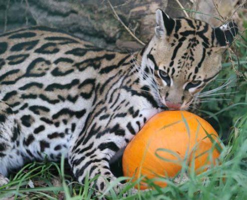 Jungle Cat World Halloween October 22, 2021, 2021257