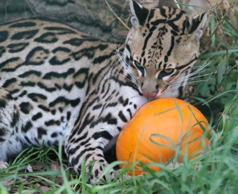 Jungle Cat World Halloween October 22, 2021, 2021258