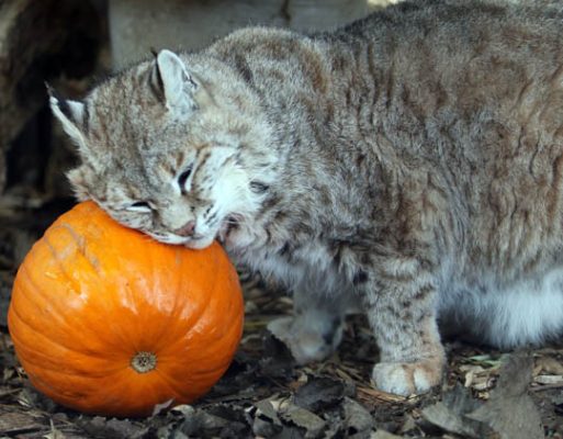 Jungle Cat World Halloween October 22, 2021, 2021262