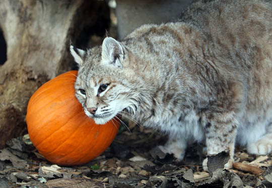 Jungle Cat World Halloween October 22, 2021, 2021263