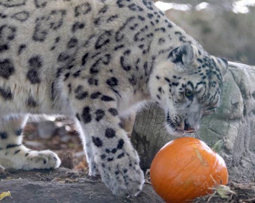 Jungle Cat World Halloween October 22, 2021, 2021266