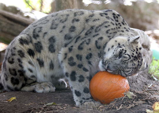 Jungle Cat World Halloween October 22, 2021, 2021267