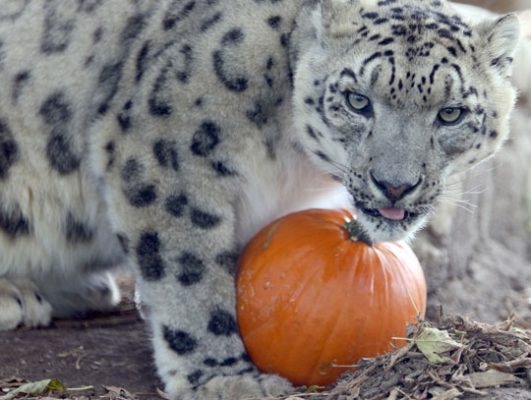 Jungle Cat World Halloween October 22, 2021, 2021269