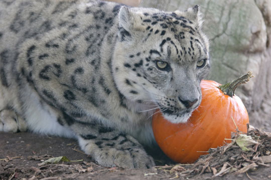 Jungle Cat World Halloween October 22, 2021, 2021271