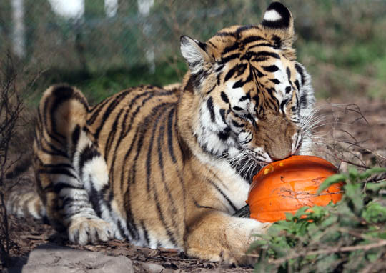 Jungle Cat World Halloween October 22, 2021, 2021272