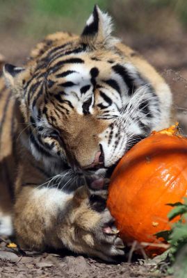 Jungle Cat World Halloween October 22, 2021, 2021276