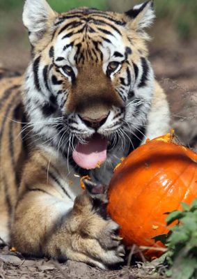 Jungle Cat World Halloween October 22, 2021, 2021277