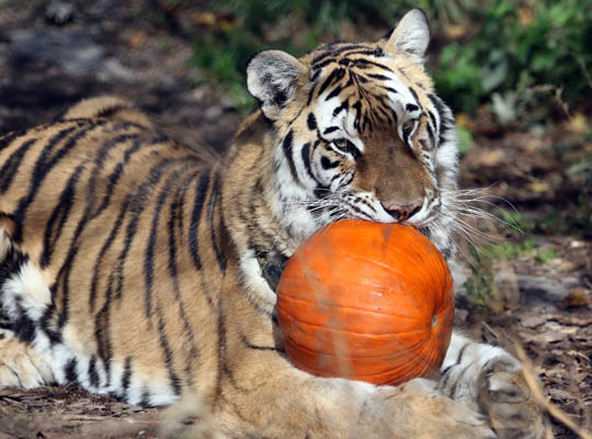 Jungle Cat World Halloween October 22, 2021, 2021278