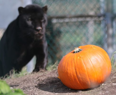 Jungle Cat World Halloween October 22, 2021, 2021290