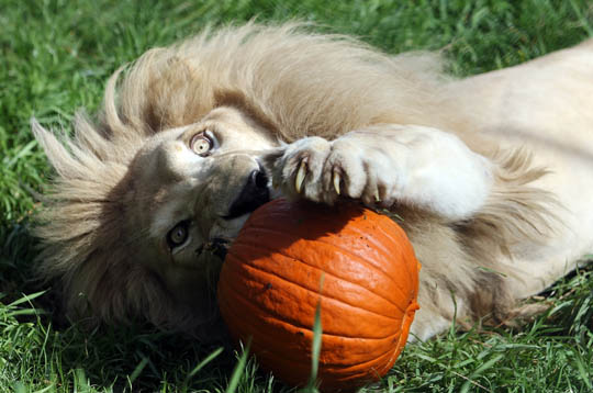 Jungle Cat World Halloween October 22, 2021, 2021292