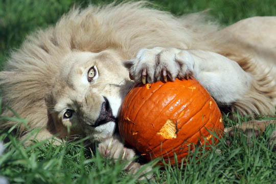 Jungle Cat World Halloween October 22, 2021, 2021297